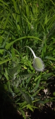 Papaver