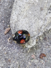 Harmonia axyridis