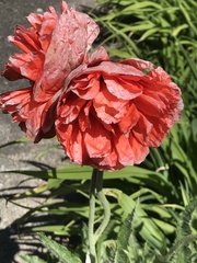 Papaver