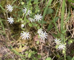 Stellaria corei