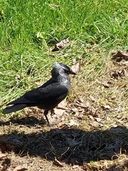 Corvus monedula