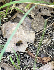 Andrena
