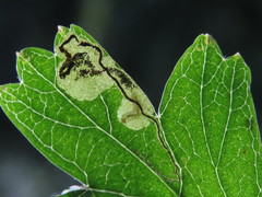 Stigmella hybnerella