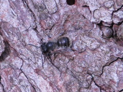 Osmia caerulescens