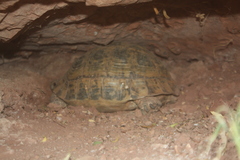 Testudo graeca