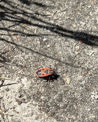 Pyrrhocoris apterus