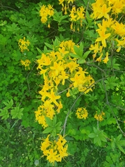 Rhododendron