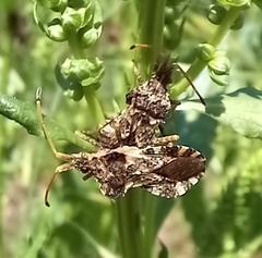 Centrocoris variegatus