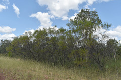 Acacia hammondii