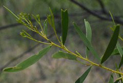 Acacia hammondii