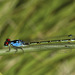 Painted Damsel - Photo (c) Bill Bouton, some rights reserved (CC BY-SA)