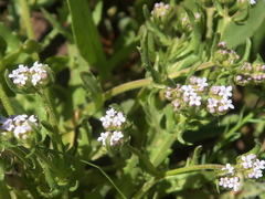 Valerianella discoidea