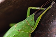 Phyllomimus klapperichi