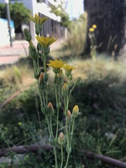Blackstonia acuminata