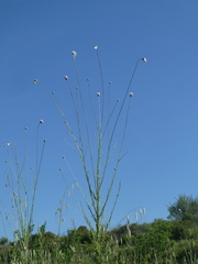 Tyrimnus leucographus