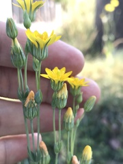 Blackstonia acuminata