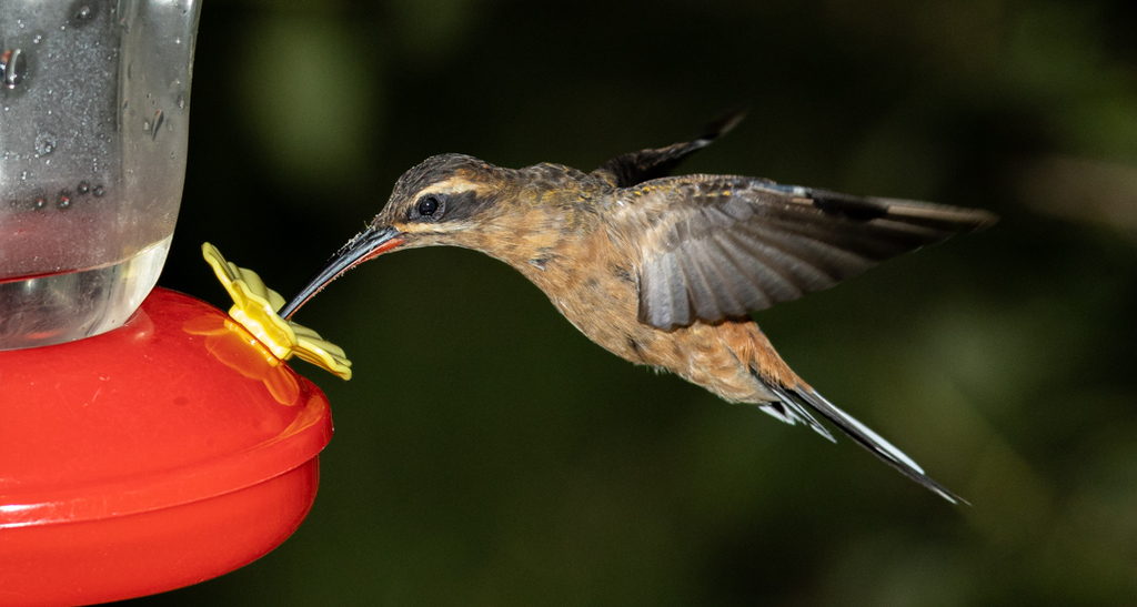 Tiere und ihre Nahrung ペーターピール Planalto Hermit (Phaethornis pretrei) · iNaturalist