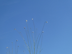 Tyrimnus leucographus