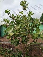 Calotropis procera