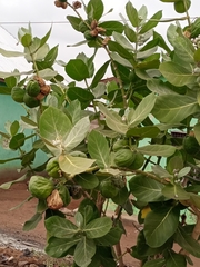 Calotropis procera image