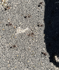 Formicidae