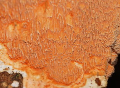 Gloeoporellus merulinus