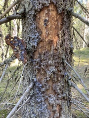 Dendroctonus micans