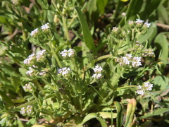 Valerianella discoidea