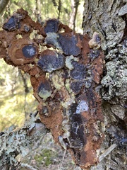 Dendroctonus micans