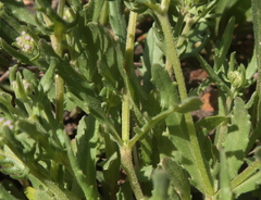 Valerianella discoidea
