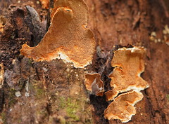 Gloeoporellus merulinus