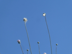 Tyrimnus leucographus