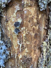 Dendroctonus micans