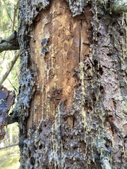 Dendroctonus micans