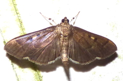 Herpetogramma sphingealis