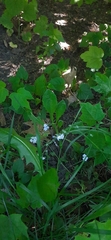 Myosotis