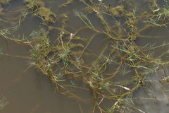 Pseudoraphis spinescens