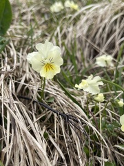 Viola eugeniae