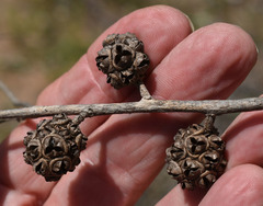 Asteromyrtus symphyocarpa