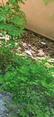 Columba palumbus