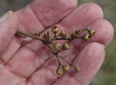 Eucalyptus microtheca