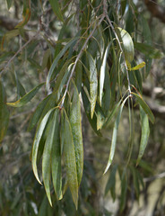 Melaleuca argentea