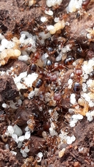Pheidole indica