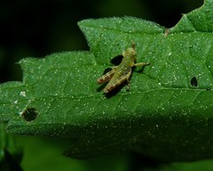 Odontopodisma schmidtii