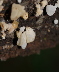 Physalacria australiensis