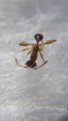 Pheidole indica