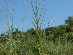 Tyrimnus leucographus