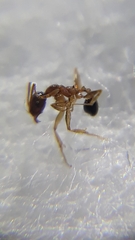 Pheidole indica
