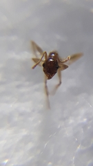 Pheidole indica