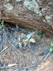 Haworthiopsis tessellata